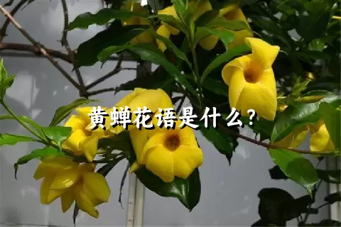 黄蝉花语是什么？