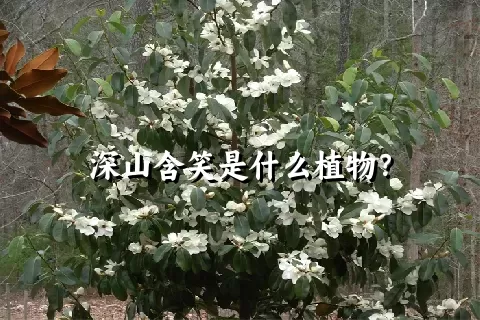 深山含笑是什么植物？