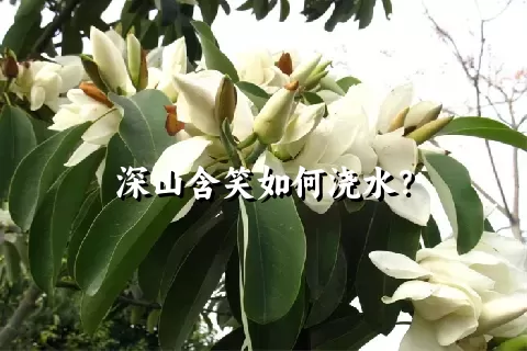深山含笑如何浇水？