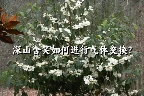 深山含笑如何进行气体交换？