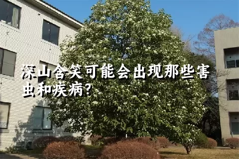 深山含笑可能会出现那些害虫和疾病？