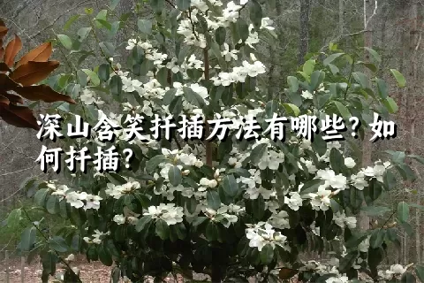 深山含笑扦插方法有哪些？如何扦插？