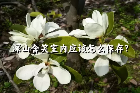 深山含笑室内应该怎么保存？