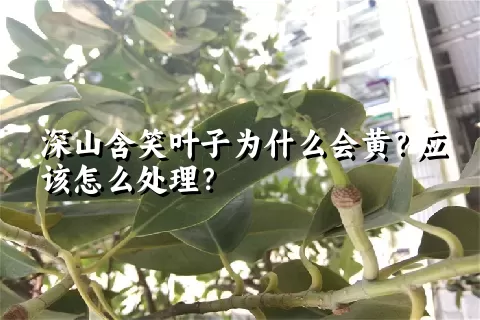 深山含笑叶子为什么会黄？应该怎么处理？