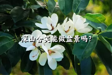 深山含笑能做盆景吗？