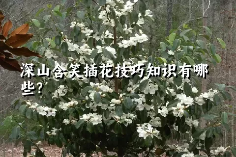 深山含笑插花技巧知识有哪些？