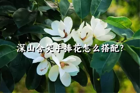 深山含笑手捧花怎么搭配？