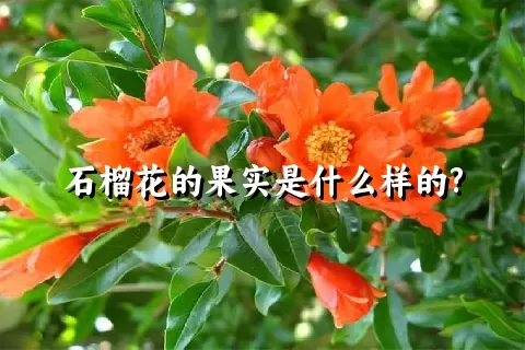 石榴花的果实是什么样的?