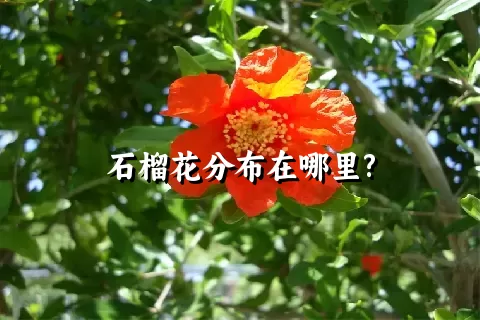 石榴花分布在哪里?
