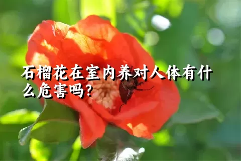 石榴花在室内养对人体有什么危害吗？