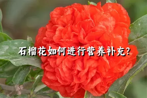 石榴花如何进行营养补充？
