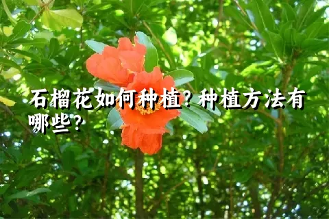 石榴花如何种植？种植方法有哪些？