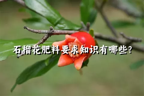 石榴花肥料要求知识有哪些？