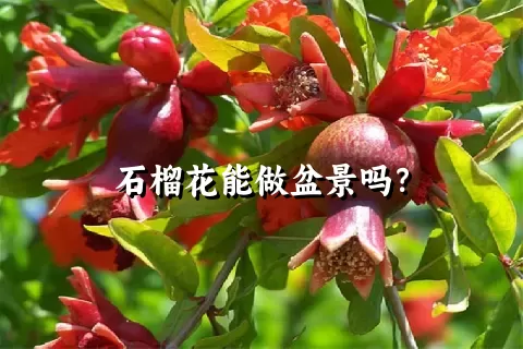石榴花能做盆景吗？