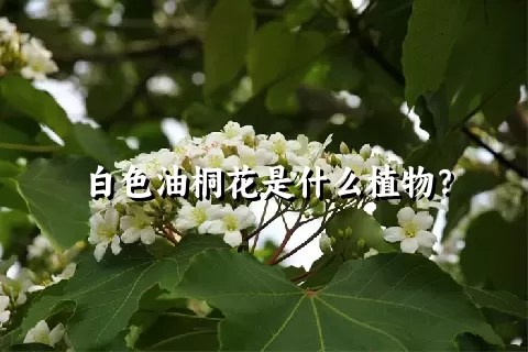 白色油桐花是什么植物？