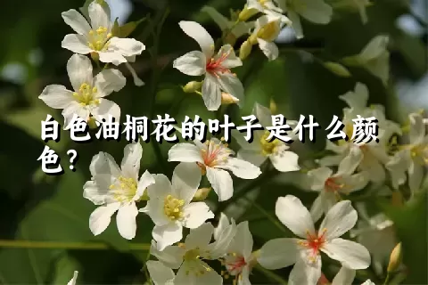白色油桐花的叶子是什么颜色？