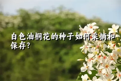 白色油桐花的种子如何采摘和保存？