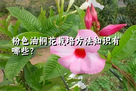 粉色油桐花栽培方法知识有哪些？