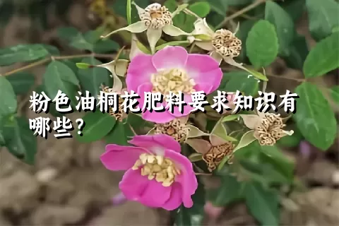 粉色油桐花肥料要求知识有哪些？