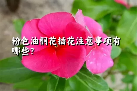 粉色油桐花插花注意事项有哪些？