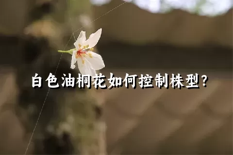 白色油桐花如何控制株型？