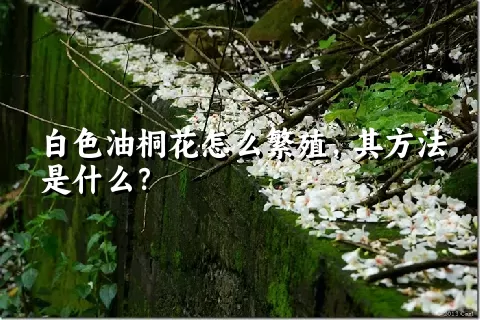 白色油桐花怎么繁殖，其方法是什么？