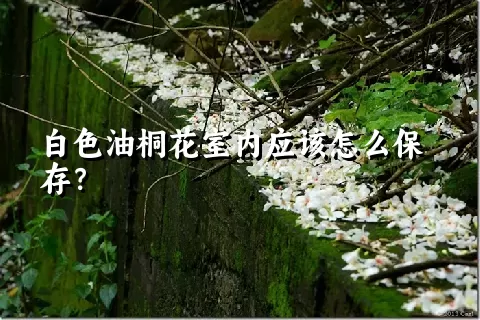 白色油桐花室内应该怎么保存？