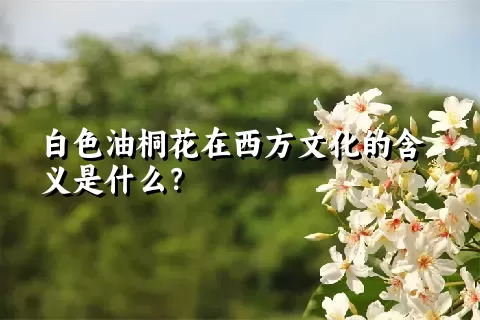 白色油桐花在西方文化的含义是什么？