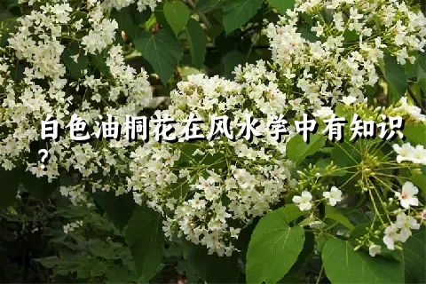 白色油桐花在风水学中有知识？