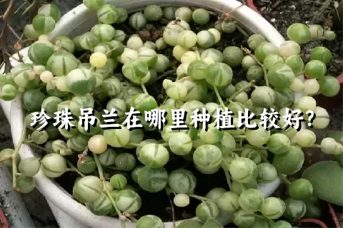 珍珠吊兰在哪里种植比较好？