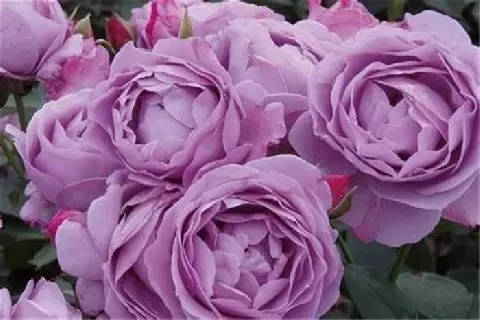 蓝紫色月季花