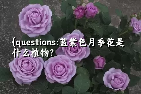 蓝紫色月季花是什么植物？