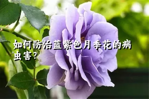 如何防治蓝紫色月季花的病虫害？