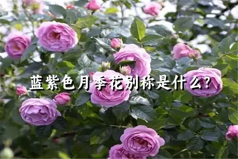 蓝紫色月季花别称是什么？