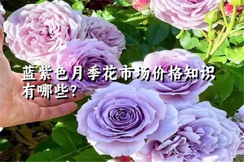 蓝紫色月季花市场价格知识有哪些？