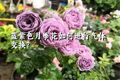 蓝紫色月季花如何进行气体交换？