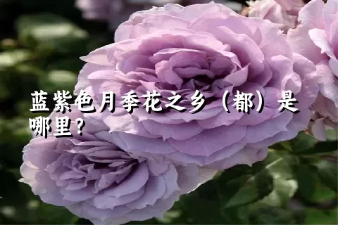 蓝紫色月季花之乡（都）是哪里？