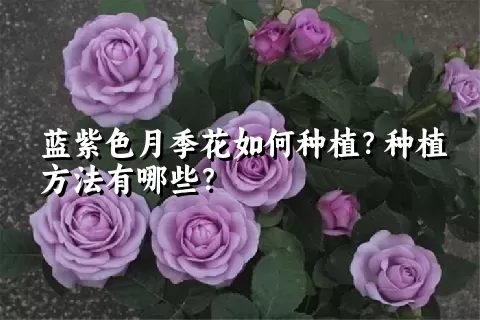 蓝紫色月季花如何种植？种植方法有哪些？