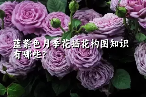 蓝紫色月季花插花构图知识有哪些？