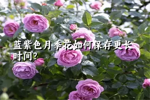 蓝紫色月季花如何保存更长时间？