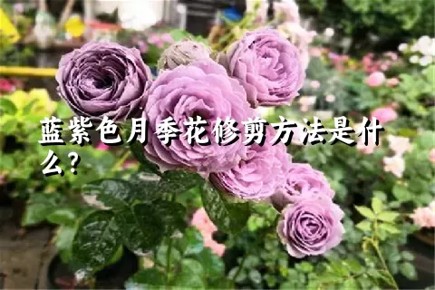 蓝紫色月季花修剪方法是什么？