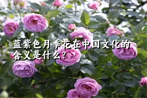 蓝紫色月季花在中国文化的含义是什么？