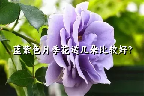 蓝紫色月季花送几朵比较好？