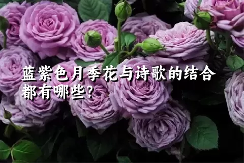 蓝紫色月季花与诗歌的结合都有哪些？