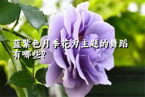 蓝紫色月季花为主题的舞蹈有哪些？