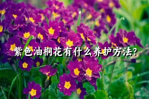 紫色油桐花有什么养护方法？