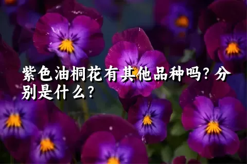 紫色油桐花有其他品种吗？分别是什么？