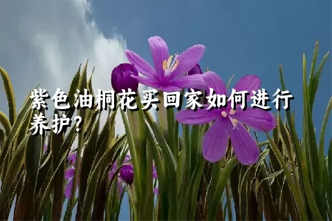 紫色油桐花买回家如何进行养护？