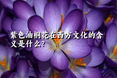 紫色油桐花在西方文化的含义是什么？