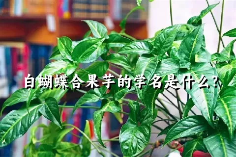 白蝴蝶合果芋的学名是什么？
